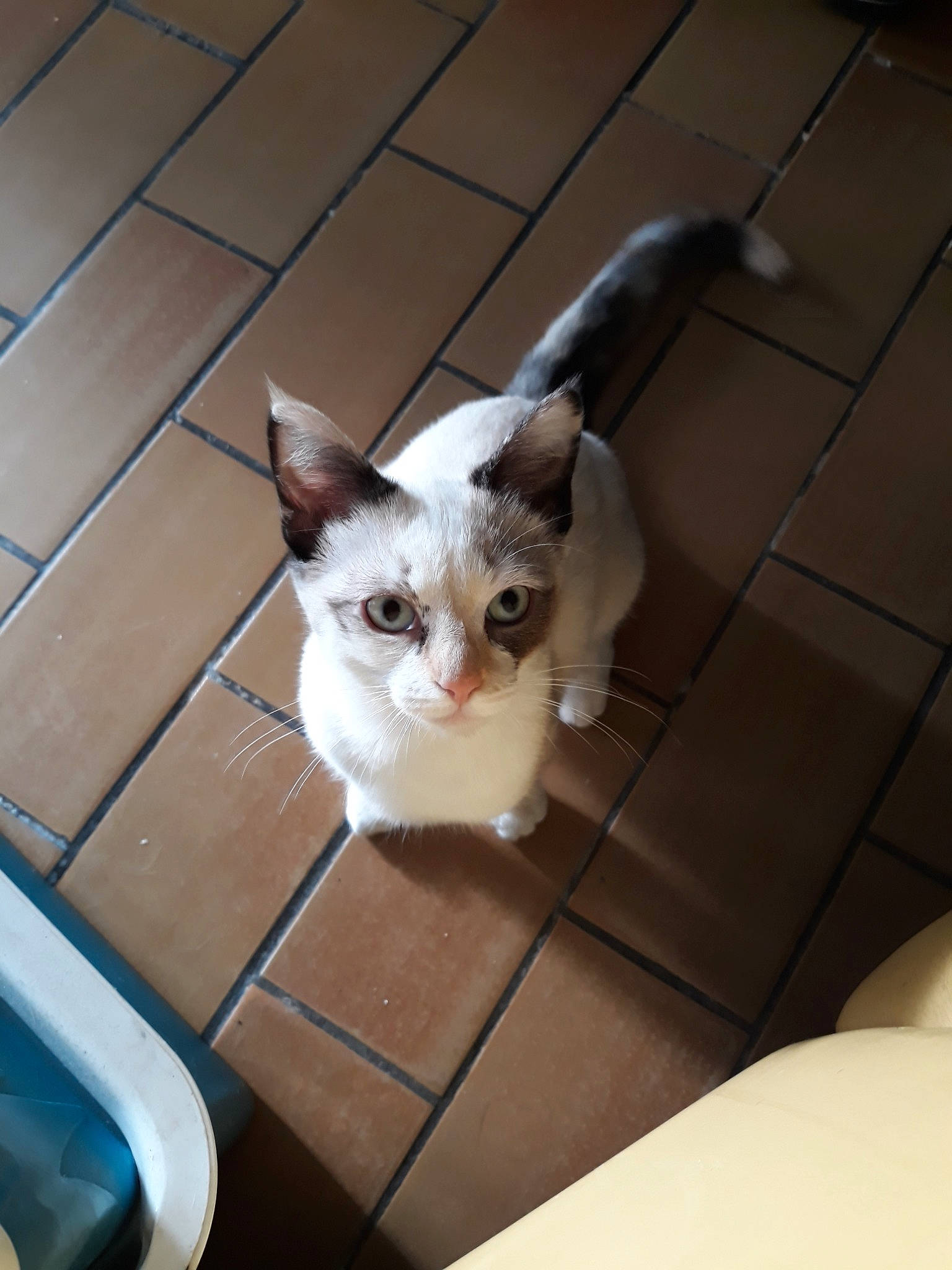 Duchesse participe au concours pour gagner de l'argent avec cette photo : aegean_cat, asian, carnivore, cat, domestic_short_haired_cat, ear, european_shorthair, eye, fawn, felidae, fur, kitten, mammal, ojos_azules, polydactyl_cat, small_to_medium_sized_cats, snowshoe, tail, thai, whiskers