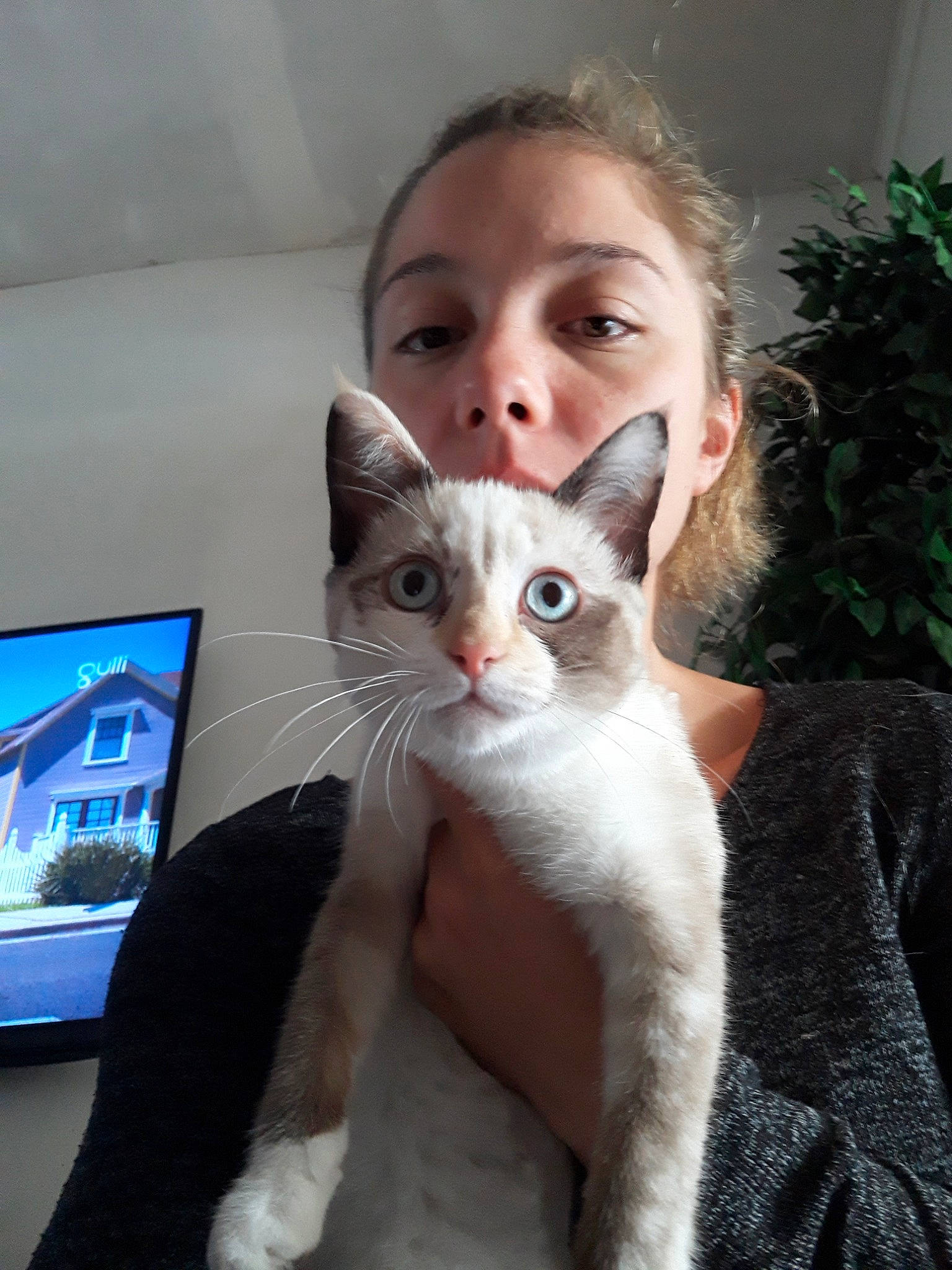 Duchesse a rejoint le concours — aidez-le/la à gagner de superbes lots ! aegean_cat, american_wirehair, asian, burmilla, carnivore, cat, colorpoint_shorthair, domestic_short_haired_cat, eye, fawn, felidae, fur, german_rex, javanese, kitten, mammal, ojos_azules, small_to_medium_sized_cats, vertebrate, whiskers