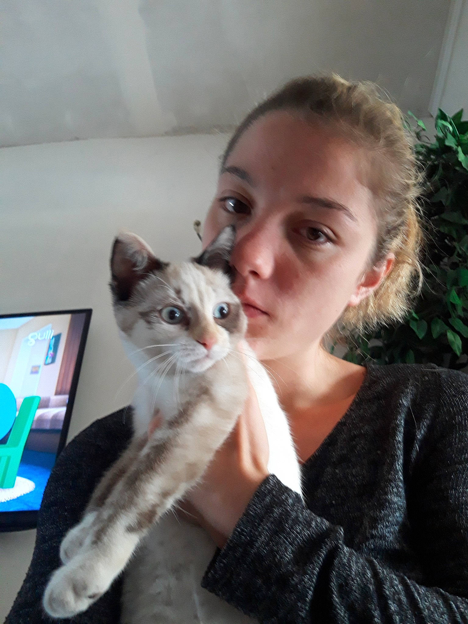 Duchesse participe au concours pour gagner de l'argent avec cette photo : aegean_cat, american_curl, american_wirehair, asian, australian_mist, carnivore, cat, domestic_short_haired_cat, european_shorthair, felidae, german_rex, javanese, kitten, mammal, ojos_azules, oriental_longhair, singapura, small_to_medium_sized_cats, vertebrate, whiskers