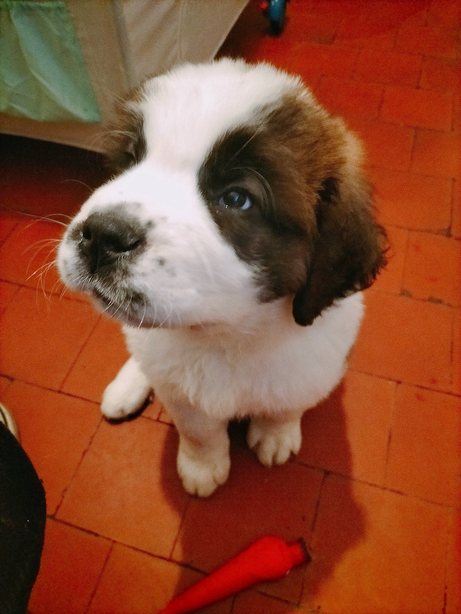 Thalys a rejoint le concours — aidez-le/la à gagner de superbes lots ! bored, brick, brickwork, canidae, carnivore, companion_dog, dog, dog_breed, flooring, fur, gun_dog, herding_dog, liver, moscow_watchdog, snout, sporting_group, terrestrial_animal, whiskers, working_animal, working_dog