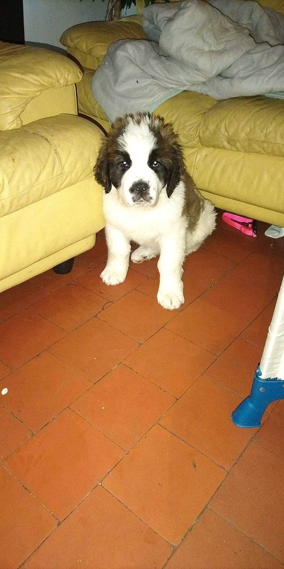 Thalys a rejoint le concours — aidez-le/la à gagner de superbes lots ! canidae, carnivore, comfort, companion_dog, couch, dog, dog_breed, flooring, fur, hardwood, living_room, pattern, snout, sporting_group, studio_couch, tile_flooring, toy_dog, wood, wood_flooring, working_animal