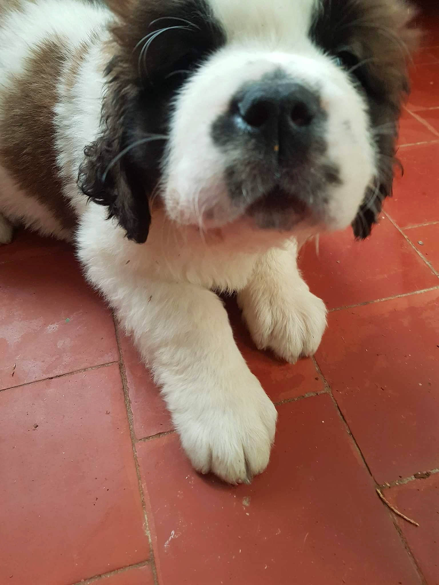 Thalys participe au concours pour gagner de l'argent avec cette photo : canidae, carnivore, companion_dog, dog, dog_breed, fawn, flooring, foot, fur, moscow_watchdog, paw, puppy, sporting_group, st_bernard, tail, terrestrial_animal, toy_dog, whiskers, working_animal, working_dog