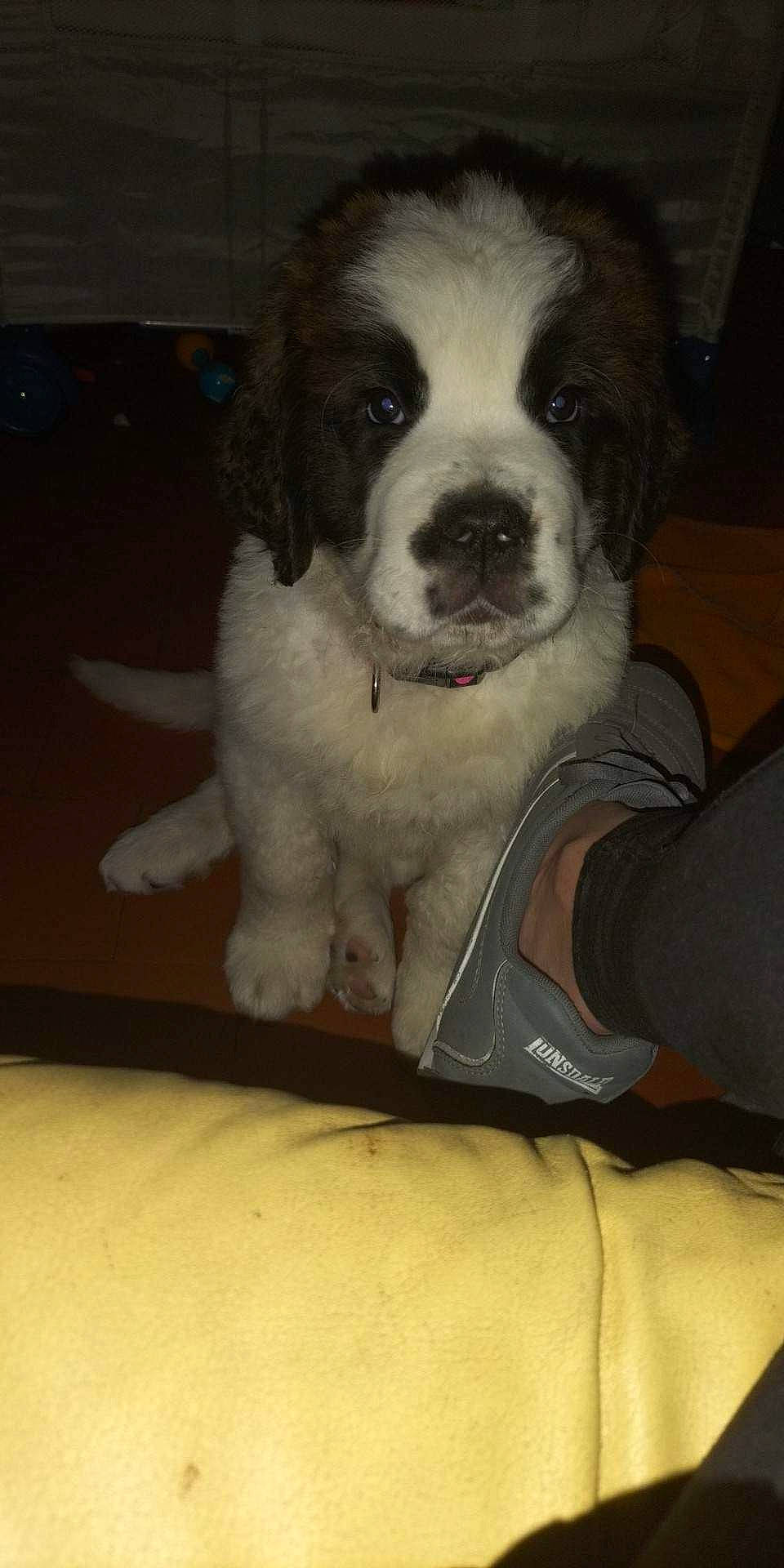 Thalys a rejoint le concours — aidez-le/la à gagner de superbes lots ! bored, canidae, carnivore, comfort, companion_dog, dog, dog_breed, flooring, foot, fur, non_sporting_group, snout, sporting_group, toy_dog, whiskers, working_animal, working_dog