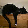 animal, black_cat, cat, companion, cozy, cute, feline, furniture, home, indoor, paw, pet, plush_toy, relaxing, resting, sleepy, stuffed_animal, tail, whiskers, wooden_headboard