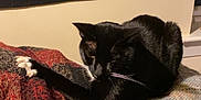 Bucky joined the competition — help win amazing prizes! animal, black_cat, blanket, cat, celestial, colorful, cozy, feline, fur, home, indoor, patterned_blanket, pet, relaxing, stretching, tapestry, wall_hanging, whiskers, white_paws, window