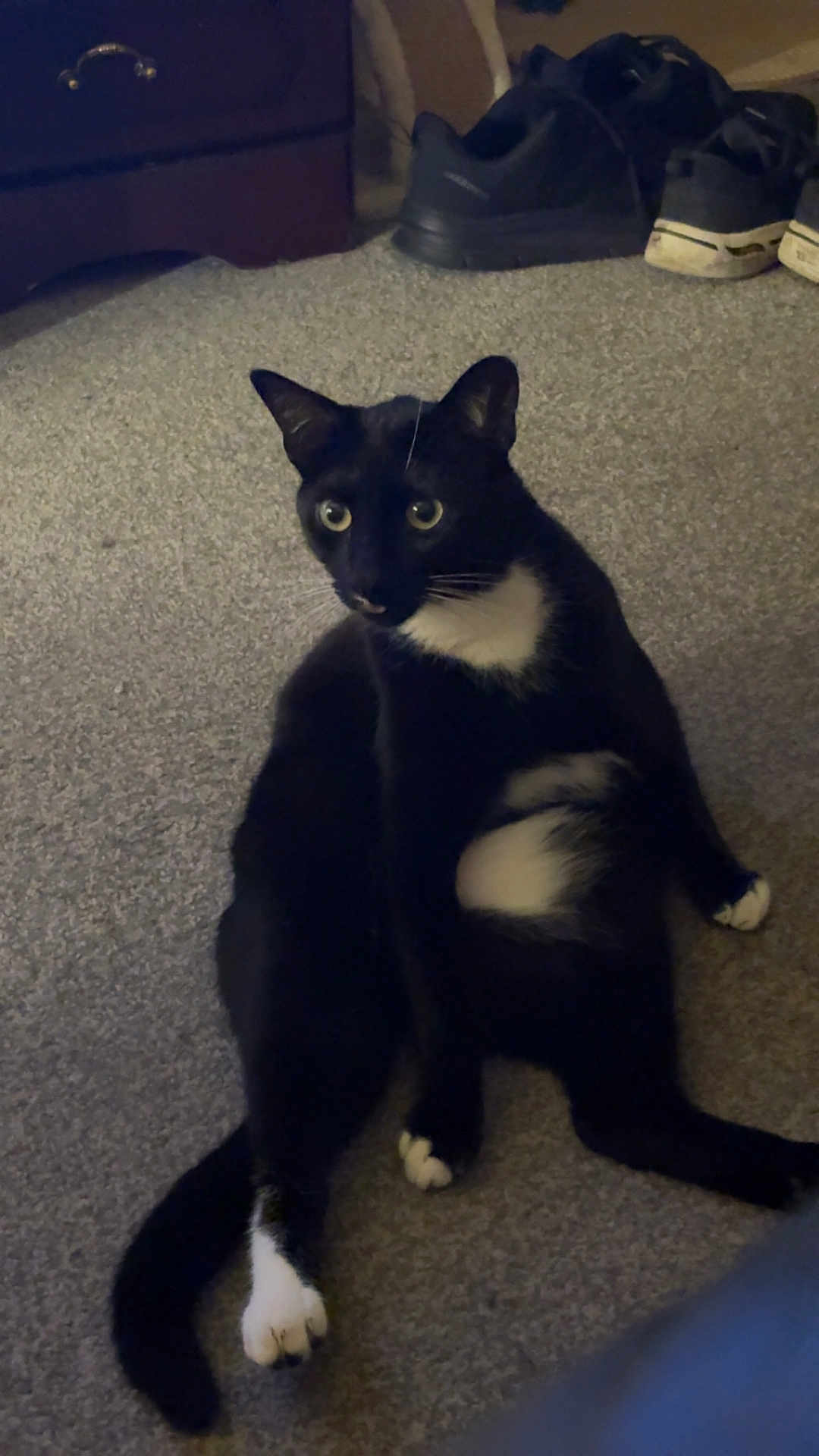 Bucky is registered to the contest to win money with this photo: animal, black_and_white, carpet, cat, cozy, cute, domestic, feline, floor, furniture, household, indoor, paw, pet, relaxed, shoes, sitting, tail, tuxedo_cat, whiskers