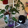 Bucky is registered to the contest to win money with this photo: black_cat, carpet, cat, corner, decor, floor, furniture, greenery, home, indoor, kettlebell, leaf, pet, plant, plant_stand, plush_toy, pot, potted_plant, relaxing, white_cat_markings