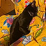 Bucky joined the competition — help win amazing prizes! animal, bedroom, black_cat, blanket, cat, colorful, comfort, cozy, domestic_cat, feline, floral_pattern, fur, indoor, pet, relaxation, resting, sleeping, soft, warm, yellow