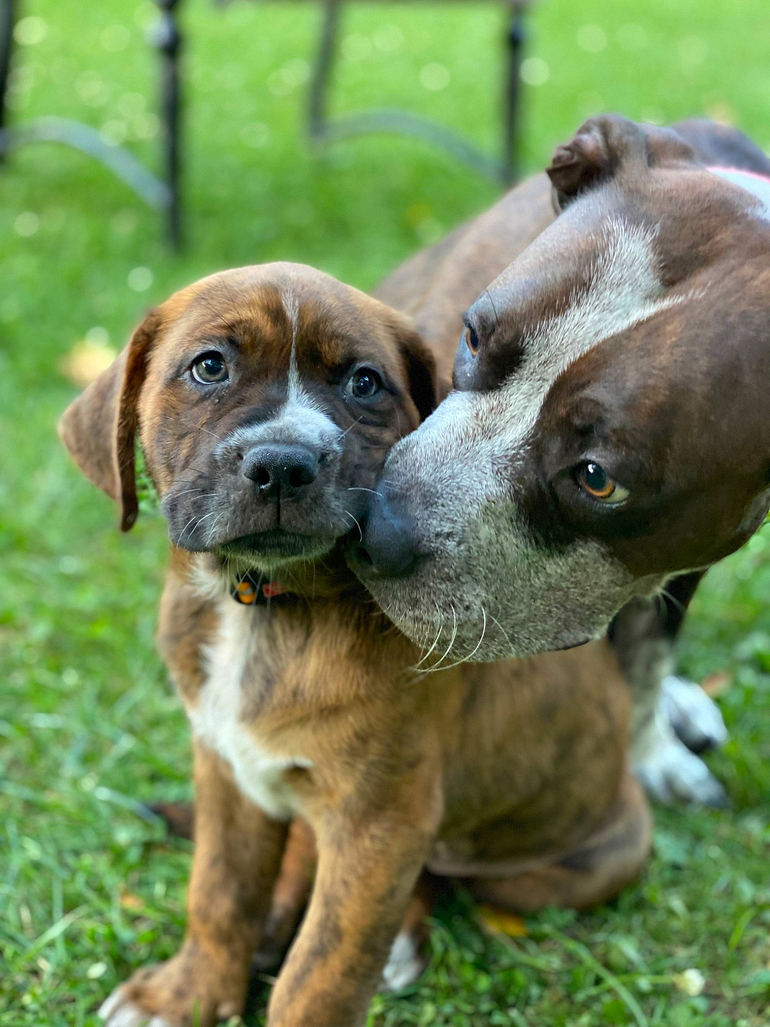 Dogwood is registered to the contest to win money with this photo: ancient_dog_breeds, canidae, carnivore, collar, companion_dog, dog, dog_breed, dog_collar, fawn, grass, liver, molosser, plant, scent_hound, snout, sporting_group, terrestrial_animal, whiskers, working_animal, working_dog