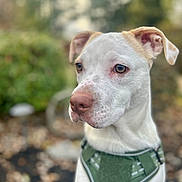 Rocco is registered to the contest to win money with this photo: dog, animal, pet, white_fur, brown_spots, green_harness, outdoor, portrait, close_up, nature, autumn, leaves, blurred_background, ears, snout, eyes, canine, young_dog, calm, daylight