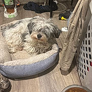 Annie joined the competition — help win amazing prizes! dog, pet_bed, curly_fur, indoor, wooden_floor, pet_food, food_bowl, laundry_basket, clothing, household, relaxed, fur, small_dog, domestic, bed, floor, cozy, animal, resting, messy_room