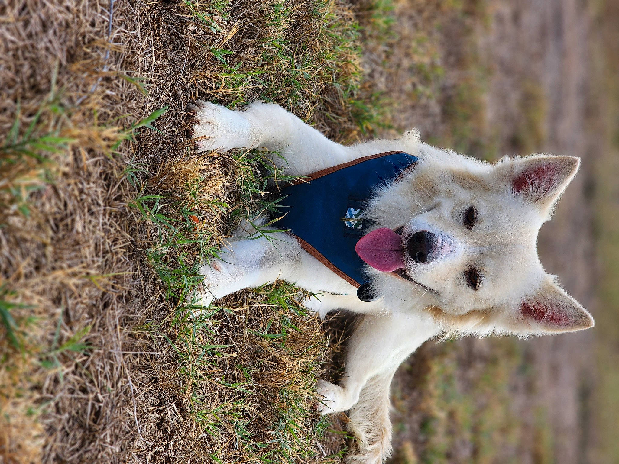 Scar is registered to the contest to win money with this photo: canidae, carnivore, collar, companion_dog, dog, dog_breed, fawn, felidae, fur, grass, non_sporting_group, plant, soil, sporting_group, tail, terrestrial_animal, tree, trunk, whiskers, working_animal