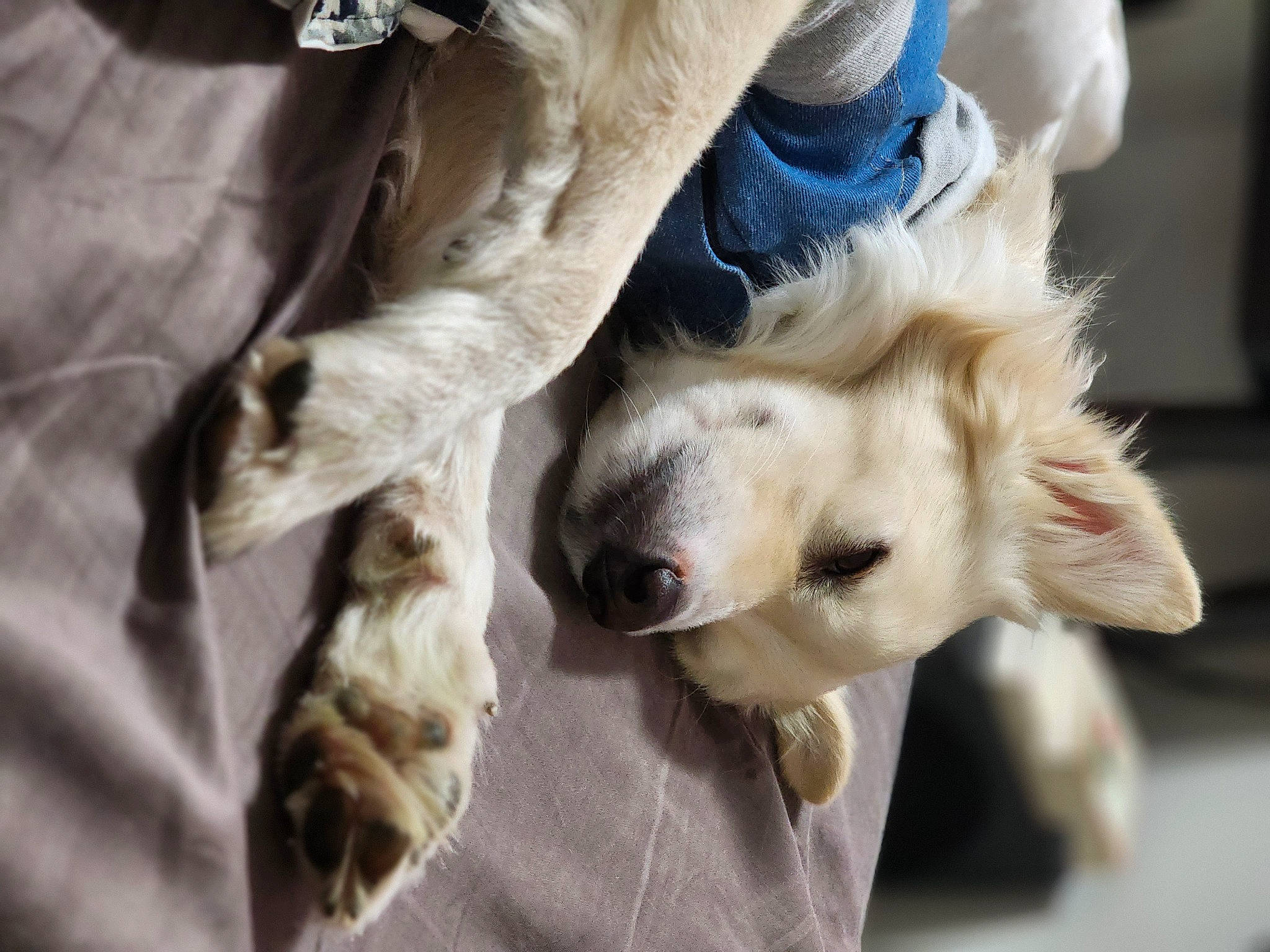 Scar joined the competition — help win amazing prizes! canidae, carnivore, claw, companion_dog, dog, dog_breed, dog_collar, fawn, fur, gesture, human_leg, paw, plant, snout, sporting_group, tail, tree, whiskers, wing, working_animal