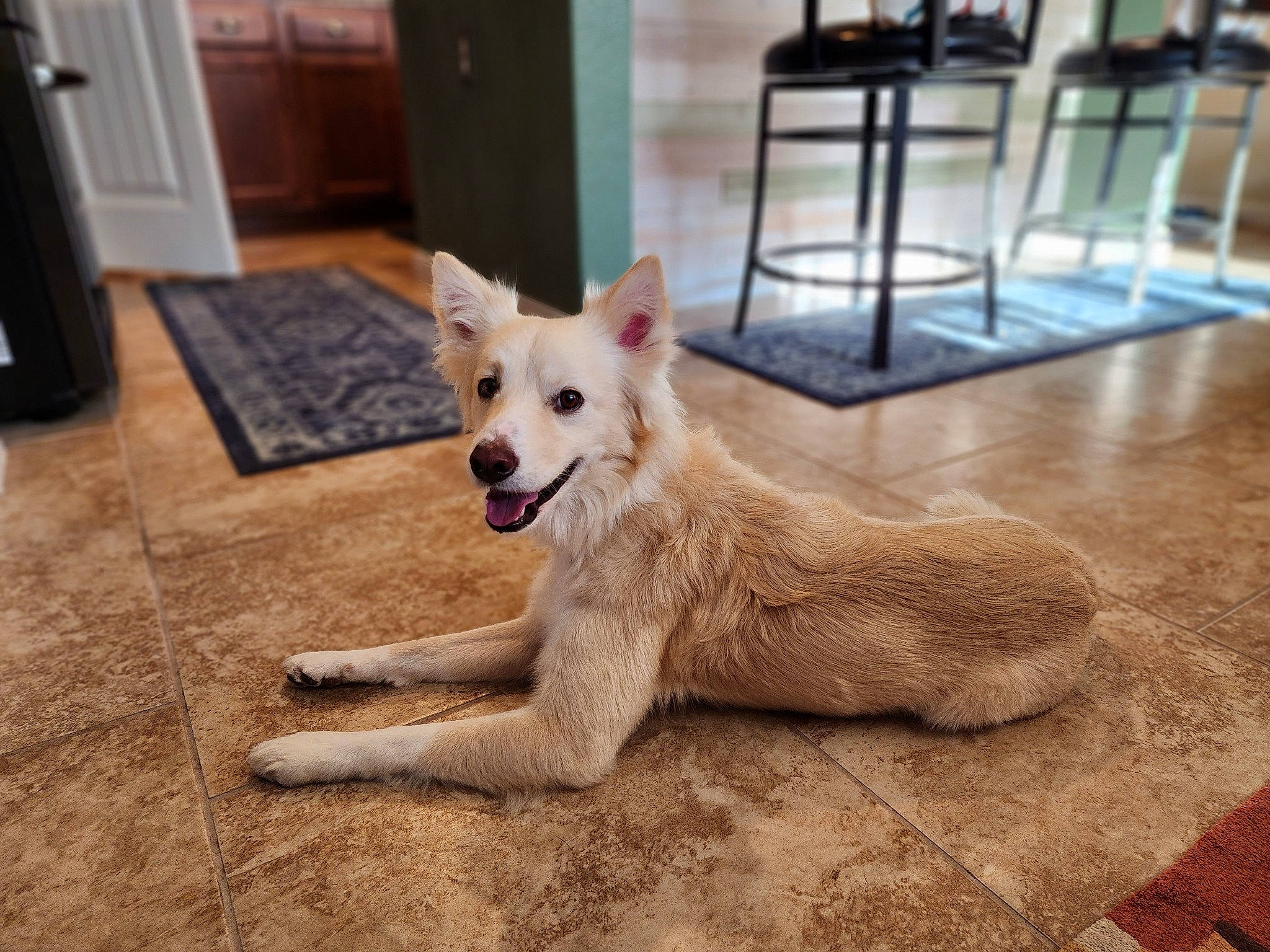 Scar joined the competition — help win amazing prizes! canidae, carnivore, companion_dog, dog, dog_breed, dog_supply, door, fawn, flooring, fur, hardwood, paw, snout, sporting_group, street_dog, tail, whiskers, wood, wood_flooring, working_animal