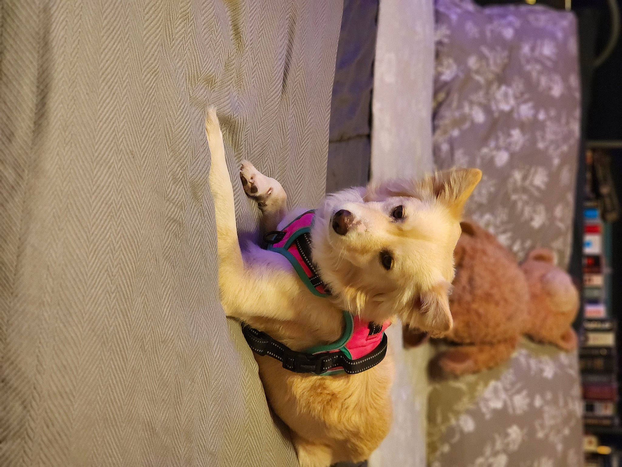 Scar joined the competition — help win amazing prizes! canidae, carnivore, collar, companion_dog, curtain, dog, dog_breed, dog_collar, dog_supply, fawn, fur, leash, non_sporting_group, pet_supply, snout, sporting_group, tail, toy, toy_dog, working_animal