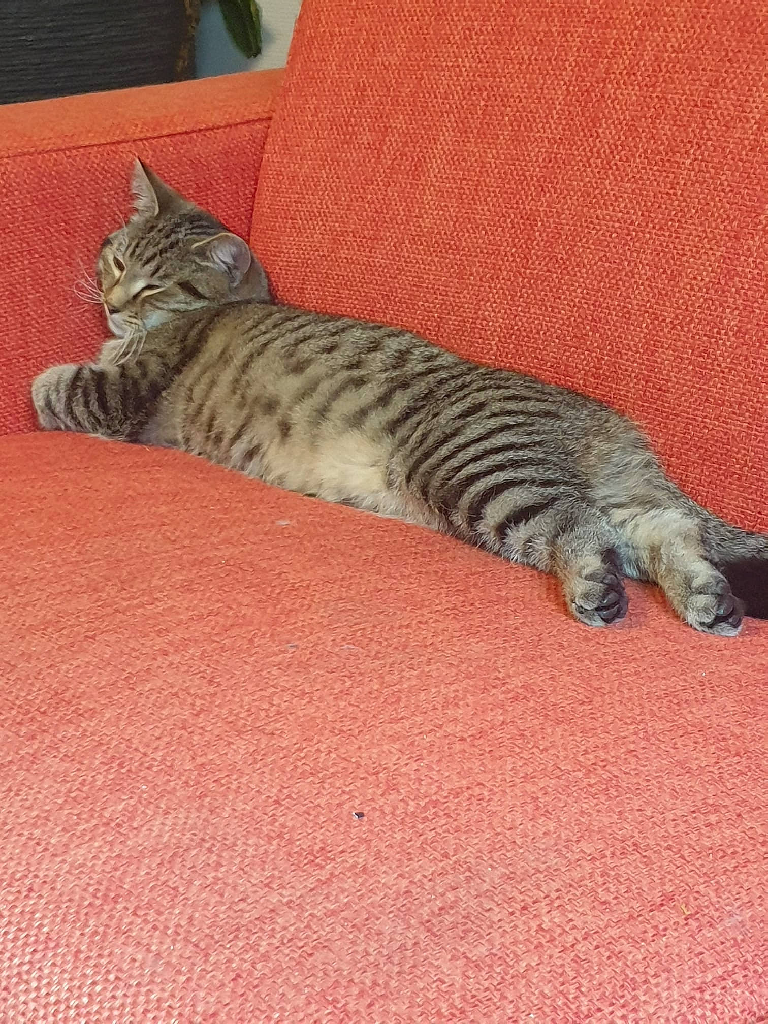 R'Max a rejoint le concours — aidez-le/la à gagner de superbes lots ! carnivore, carpet, cat, comfort, couch, domestic_short_haired_cat, felidae, flooring, fur, grey, hardwood, paw, room, small_to_medium_sized_cats, snout, tail, terrestrial_animal, whiskers, wood