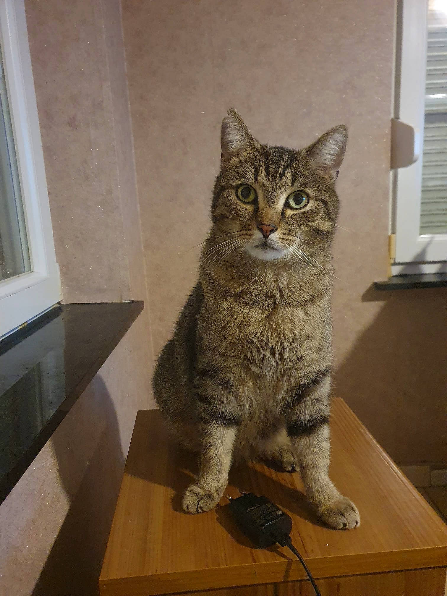 R'Max participe au concours pour gagner de l'argent avec cette photo : art, carnivore, cat, domestic_short_haired_cat, door, felidae, flooring, fur, grey, hardwood, lynx, paw, sitting, small_to_medium_sized_cats, snout, table, tail, whiskers, window, wood