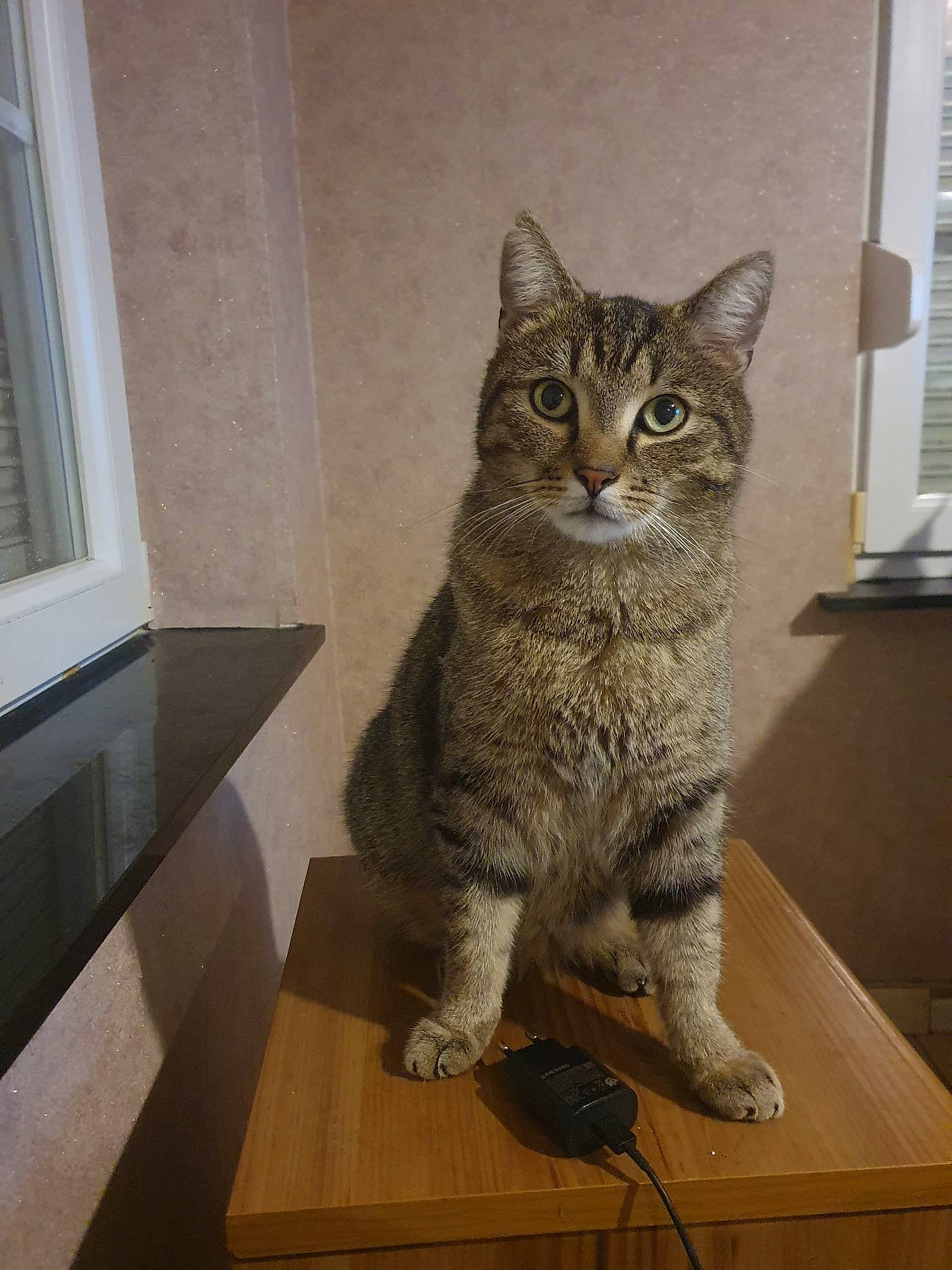 R'Max participe au concours pour gagner de l'argent avec cette photo : art, carnivore, cat, domestic_short_haired_cat, door, felidae, flooring, fur, grey, hardwood, paw, sitting, small_to_medium_sized_cats, snout, table, tail, terrestrial_animal, whiskers, window, wood