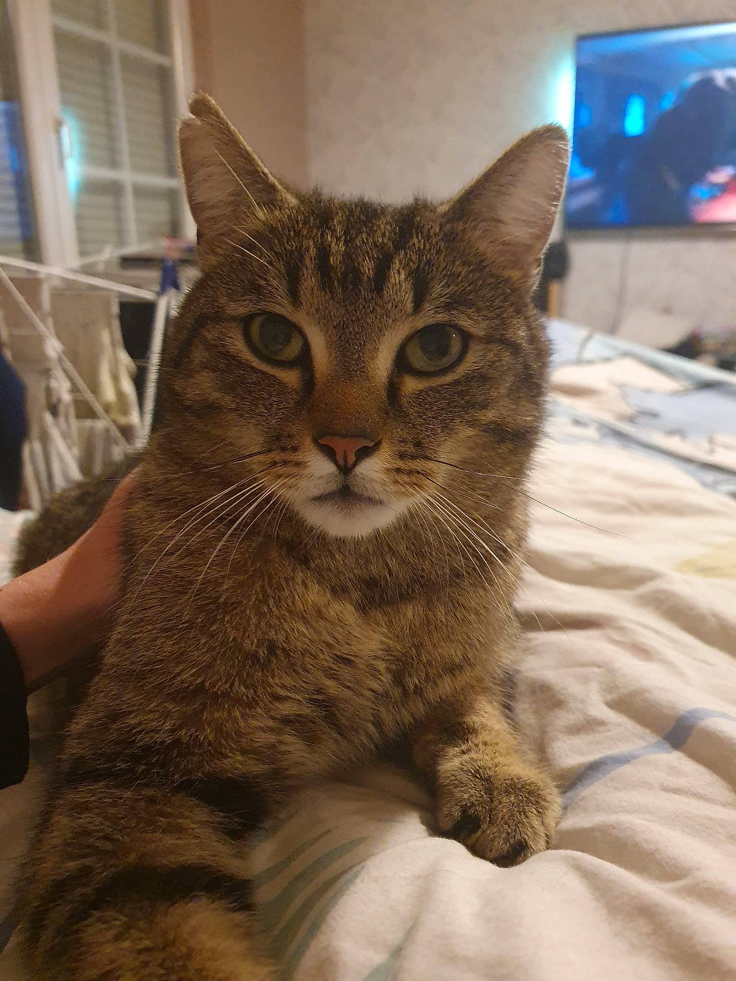 R'Max a rejoint le concours — aidez-le/la à gagner de superbes lots ! carnivore, cat, claw, comfort, domestic_short_haired_cat, door, fawn, felidae, fur, led_backlit_lcd_display, paw, sitting, small_to_medium_sized_cats, snout, tail, television, terrestrial_animal, whiskers, window