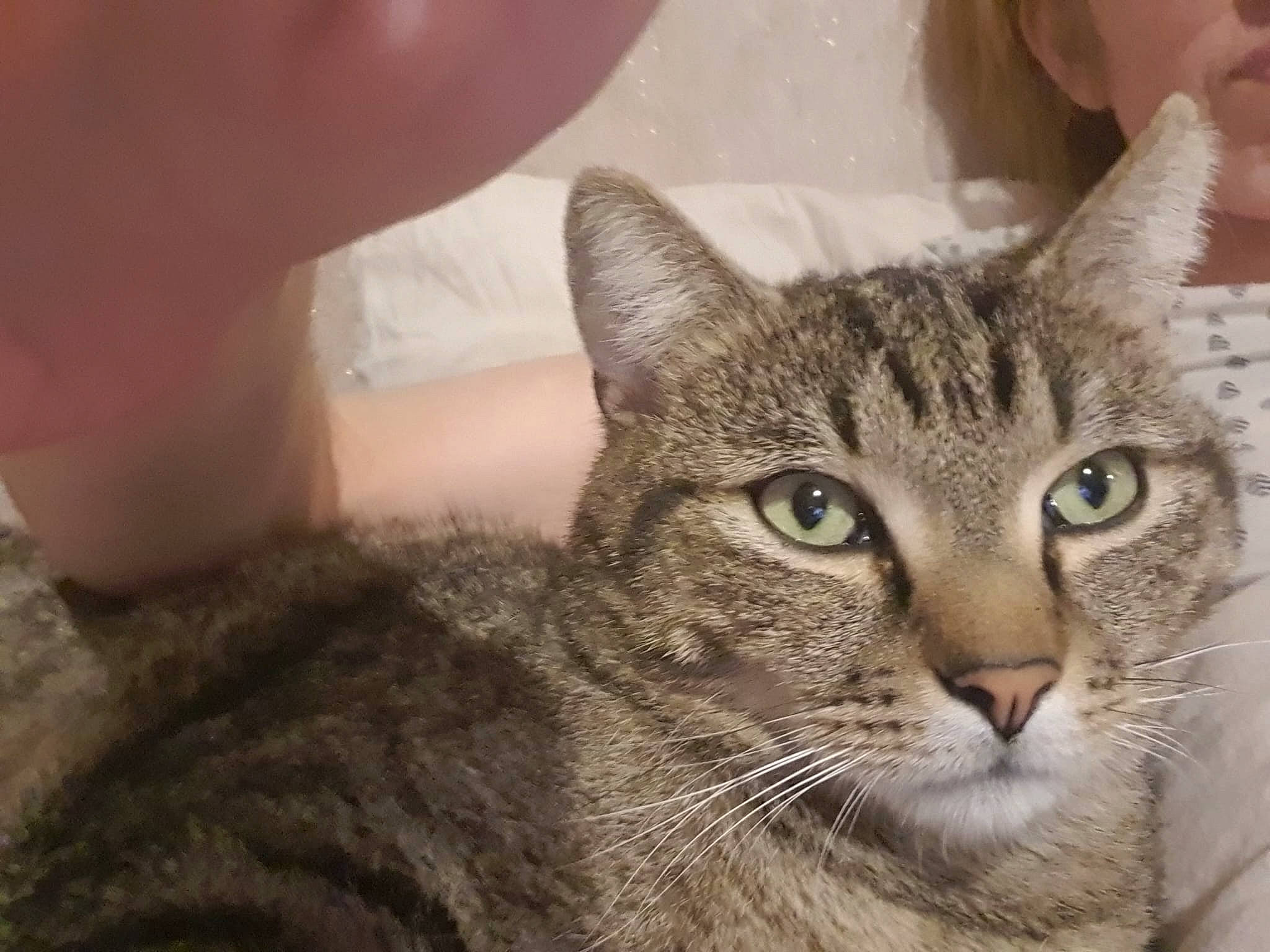 R'Max a rejoint le concours — aidez-le/la à gagner de superbes lots ! carnivore, cat, domestic_short_haired_cat, felidae, fur, small_to_medium_sized_cats, snout, terrestrial_animal, whiskers, wildlife, window