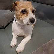 Lasko a rejoint le concours — aidez-le/la à gagner de superbes lots ! animal, architecture, building, canine, chair, cockerspaniel, couch, cushion, dog, furniture, homedecor, hound, indoors, interiordesign, livingroom, pet, pillow, puppy, room, terrier
