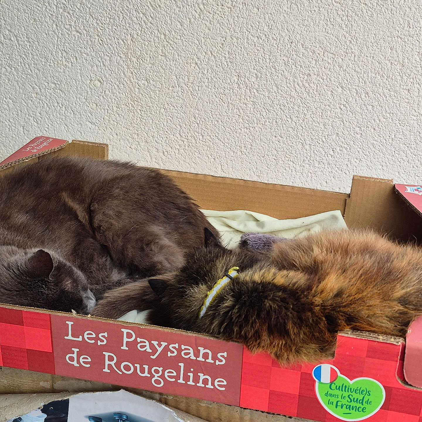 Kaka a rejoint le concours — aidez-le/la à gagner de superbes lots ! animal, box, cardboard_box, cat, cats, collar, cozy, cute, domestic_animal, feline, fur, gray_cat, indoor, napping, pet, resting, sleeping, tortoiseshell_cat, two_cats, wall