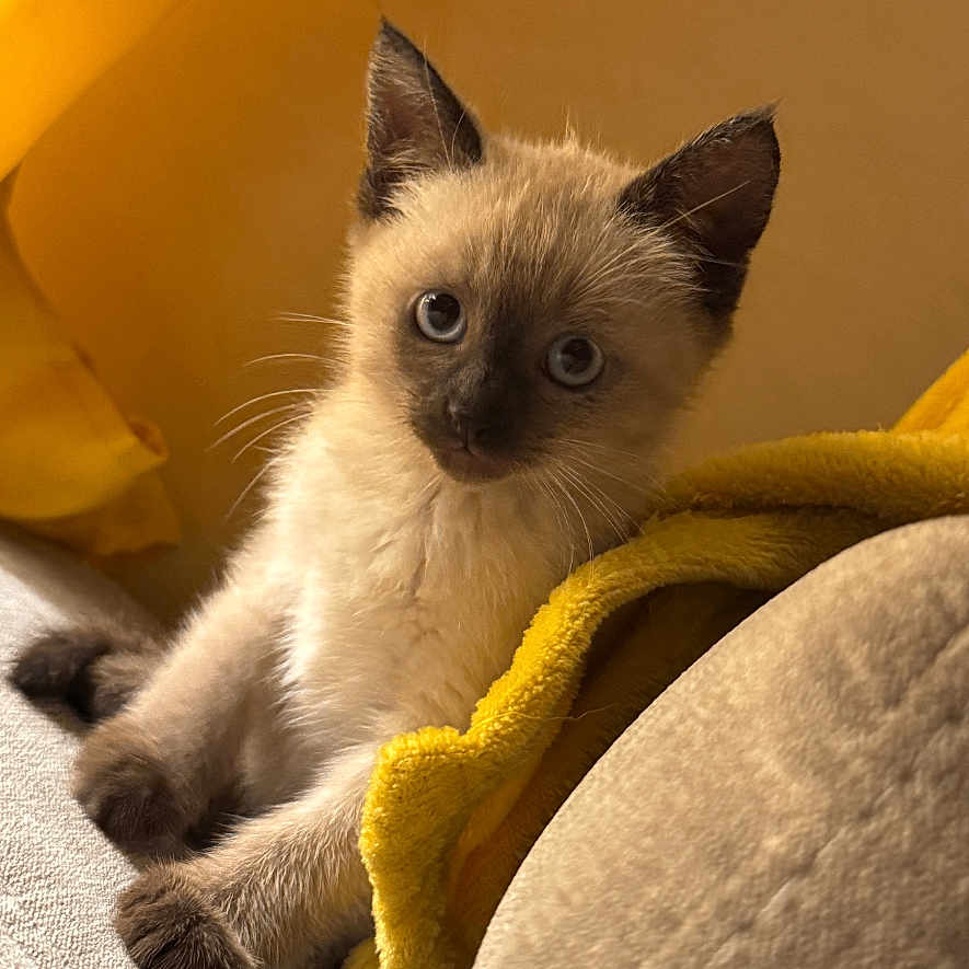Luna participe au concours pour gagner de l'argent avec cette photo : blanket, blue_eyes, cat, closeup, couch, cozy, curious, ears, feline, fur, indoor, kitten, pet, portrait, siamese, sitting, soft_light, whiskers, yellow, young