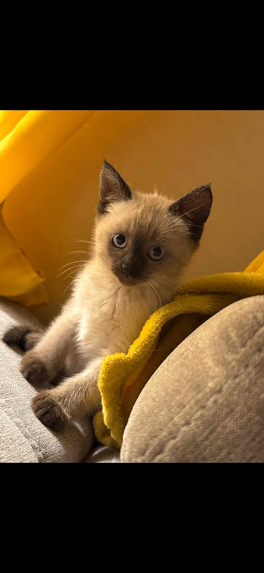 Luna participe au concours pour gagner de l'argent avec cette photo : kitten, cat, siamese, pet, feline, blue_eyes, whiskers, ears, fur, blanket, yellow, couch, cozy, indoor, curious, young, sitting, soft_light, closeup, portrait