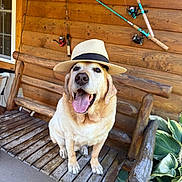 Buddy is registered to the contest to win money with this photo: dog, golden_retriever, hat, bench, wooden_bench, log_cabin, fishing_rods, tongue_out, outdoor, pet, happy, smiling, canine, wood, plant, greenery, summer, sunlight, portrait, animal