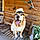 Buddy
