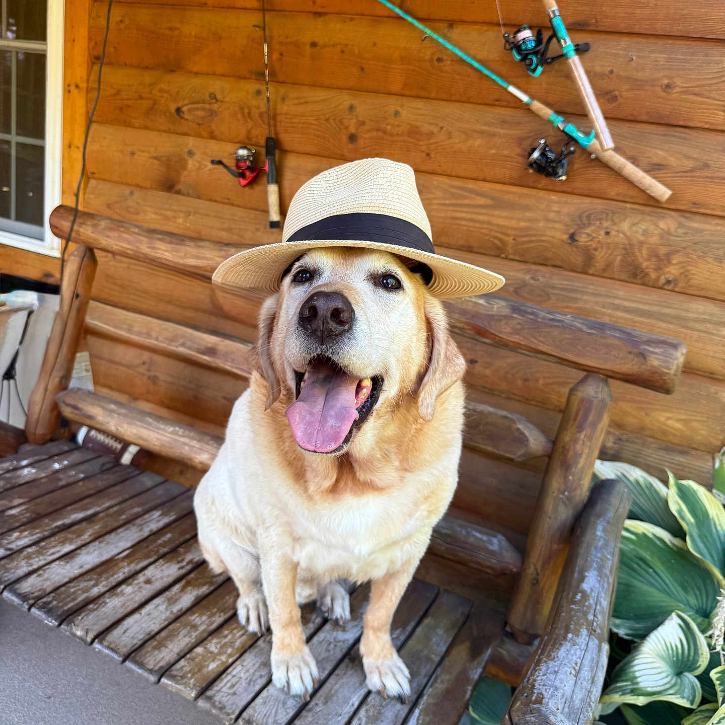 Buddy is registered to the contest to win money with this photo: animal, bench, canine, dog, fishing_rods, golden_retriever, greenery, happy, hat, log_cabin, outdoor, pet, plant, portrait, smiling, summer, sunlight, tongue_out, wood, wooden_bench