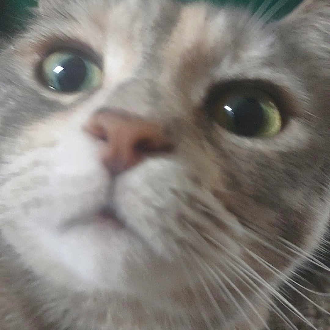 Freya joined the competition — help win amazing prizes! animal, carpet, cat, close, close_up, curious, cute, ears, eyes, feline, fur, fuzzy, green_background, indoor, looking, mammal, nose, pet, portrait, whiskers