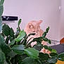 Rouquine a rejoint le concours — aidez-le/la à gagner de superbes lots ! cat, plant, greenery, indoor, living_room, furniture, shelf, picture_frame, cozy, pet, home_decor, curious, feline, red_pot, leaf, couch, yellow_cushion, wall, wood_floor, relaxing