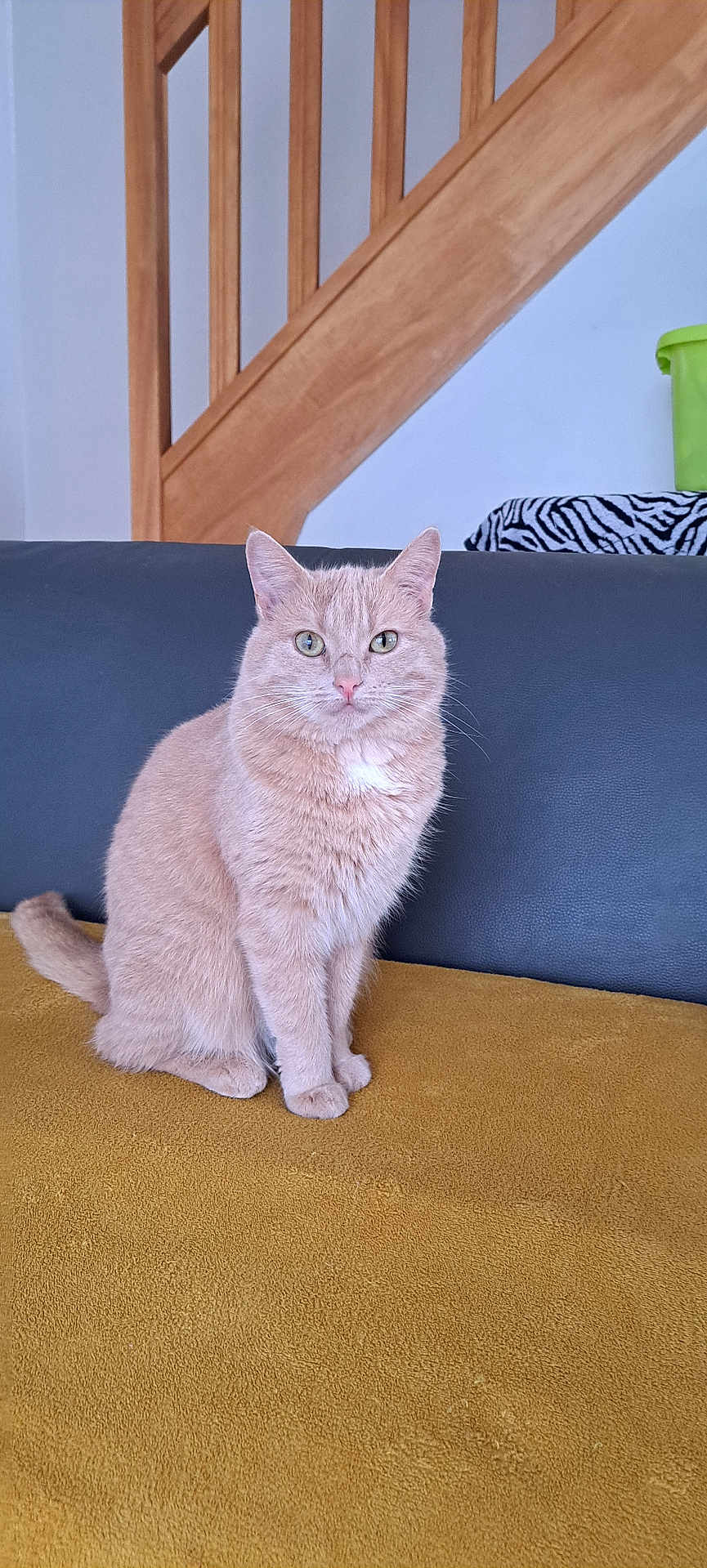 Rouquine a rejoint le concours — aidez-le/la à gagner de superbes lots ! cat, beige_cat, feline, pet, animal, indoor, couch, blanket, staircase, wood, zebra_pattern, domestic, cute, sitting, looking, fur, whiskers, ears, tail, home