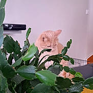 Rouquine participe au concours pour gagner de l'argent avec cette photo : cat, plant, greenery, indoor, living_room, furniture, shelf, picture_frame, cozy, pet, home_decor, curious, feline, red_pot, leaf, couch, yellow_cushion, wall, wood_floor, relaxing