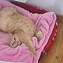 cat, ginger_cat, pet_bed, pink_blanket, wooden_floor, indoor, relaxed, fluffy, feline, cozy, resting, cute, animal, domestic_cat, laying_down, home, soft_texture, warm, sleepy, comfortable
