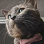 cat, gray_cat, close_up, bow_tie, pet, whiskers, animal, feline, portrait, cute, indoor, domestic_animal, looking_away, pink, collar, fur, ears, eyes, face, pet_accessory