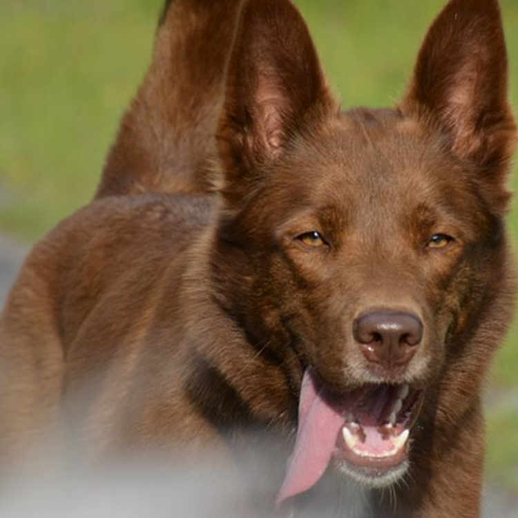 Gaïa a rejoint le concours — aidez-le/la à gagner de superbes lots ! active, animal, brown, canine, closeup, daylight, dog, ears, fur, grass, happy, motion, mouth_open, nature, outdoor, pet, playful, running, tail, tongue_out