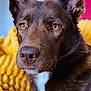 amber_eyes, animal, background_blur, blanket, brown_dog, canine, close_up, cute, dog, domestic_animal, ears, fur, indoor, looking_away, nose, paw, pet, portrait, resting, yellow_blanket