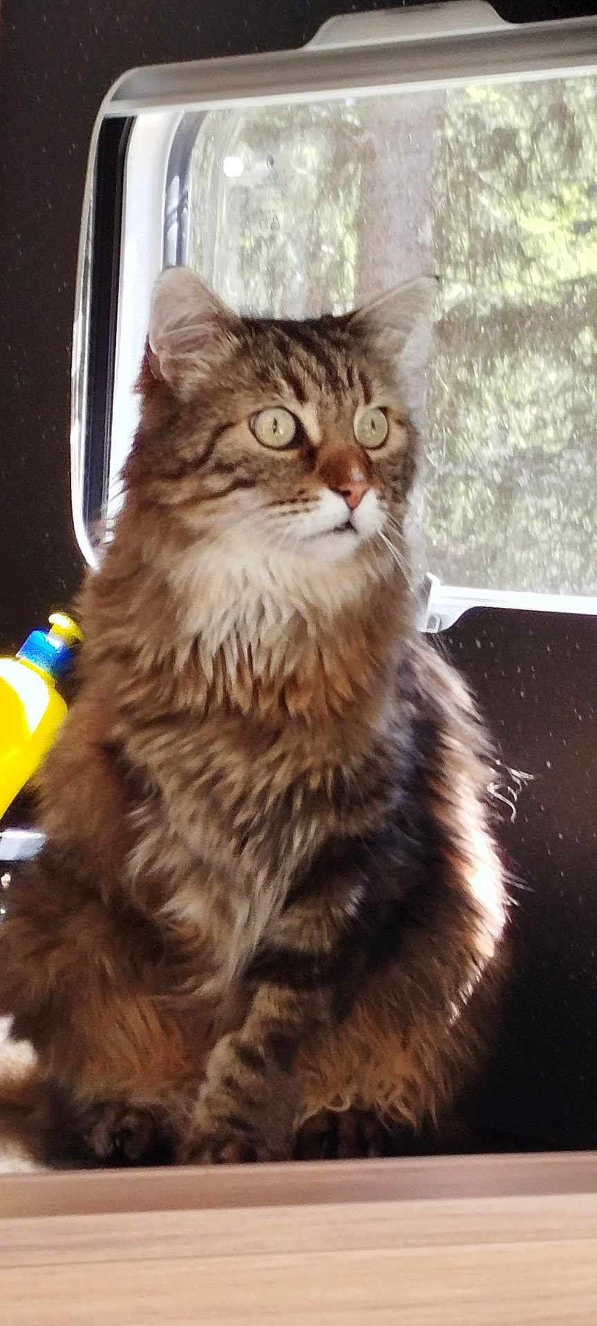 Pif