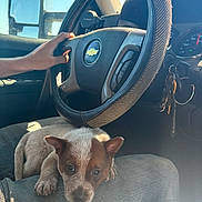 Whiskey is registered to the contest to win money with this photo: puppy, dog, car_interior, steering_wheel, hand, lap, seat, window, sunlight, keys, dashboard, chevrolet_logo, pet, canine, relaxing, closeup, domestic_animal, transportation, vehicle, cute