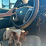 puppy, dog, car_interior, steering_wheel, hand, lap, seat, window, sunlight, keys, dashboard, chevrolet_logo, pet, canine, relaxing, closeup, domestic_animal, transportation, vehicle, cute