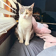 Mouse joined the competition — help win amazing prizes! cat, bed, window, blinds, plush_toy, blanket, indoor, natural_light, gray_fur, white_fur, pet, domestic_animal, resting, cozy, soft_light, animal_portrait, feline, curious, quiet, still_life