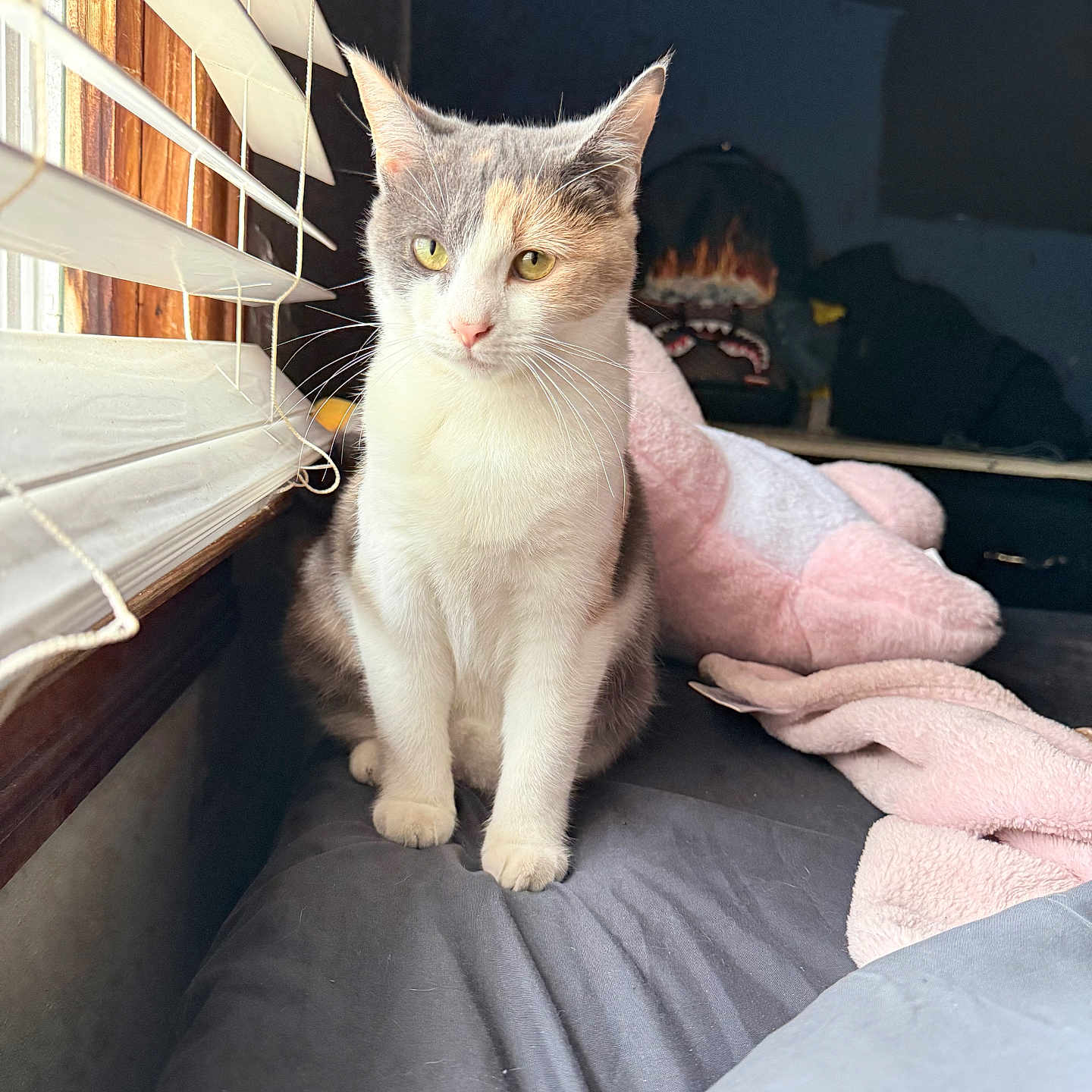 Mouse joined the competition — help win amazing prizes! animal_portrait, bed, blanket, blinds, cat, cozy, curious, domestic_animal, feline, gray_fur, indoor, natural_light, pet, plush_toy, quiet, resting, soft_light, still_life, white_fur, window