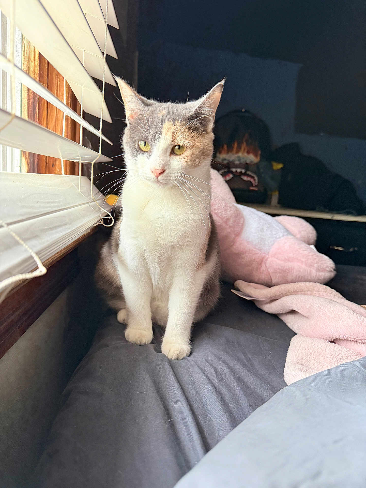 Mouse joined the competition — help win amazing prizes! cat, bed, window, blinds, plush_toy, blanket, indoor, natural_light, gray_fur, white_fur, pet, domestic_animal, resting, cozy, soft_light, animal_portrait, feline, curious, quiet, still_life