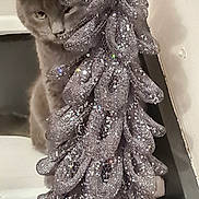 Socrate a rejoint le concours — aidez-le/la à gagner de superbes lots ! animal, background, cat, close_up, cozy, curious, cute, decorative_object, feline, fur, gray_cat, home, indoor, mesh, peeking, pet, quiet, shiny, soft_lighting, sparkly