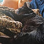black_cat, cat, blanket, plush_toy, stuffed_animal, yellow_chick_toy, pillow, soft_toys, indoor, resting, feline, fur, cozy, home, animal, sleeping_cat, patterned_blanket, relaxation, cute, comfort