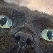 Luna joined the competition — help win amazing prizes! black_cat, close_up, cat_face, green_eyes, whiskers, fur, nose, pet, animal, curious, intense, indoors, portrait, mammal, feline, eye_reflection, snout, texture, macro, domestic_cat
