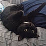 black_cat, cat, bed, pillow, plush_toy, striped_pillow, gray_bedspread, indoor, pet, feline, relaxed, stretching, cozy, home, cute, whiskers, fur, playful, upside_down, resting