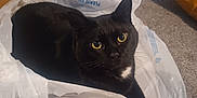 Luna joined the competition — help win amazing prizes! cat, black_cat, plastic_bag, cardboard_box, carpet, indoor, yellow_eyes, pet, animal, feline, curious, looking_up, skateboard, decor, pillow, home, cozy, floor, box, whiskers